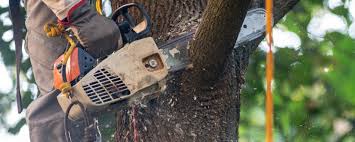 Best Leaf Removal  in La Croft, OH