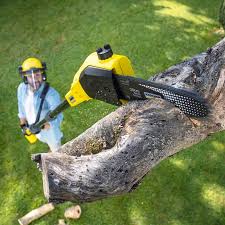 Best Tree Cabling and Bracing  in La Croft, OH