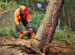 Best Tree Disease Treatment  in La Croft, OH