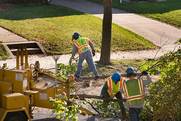 Professional Tree Services in La Croft, OH