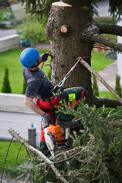 Best Stump Grinding and Removal  in La Croft, OH