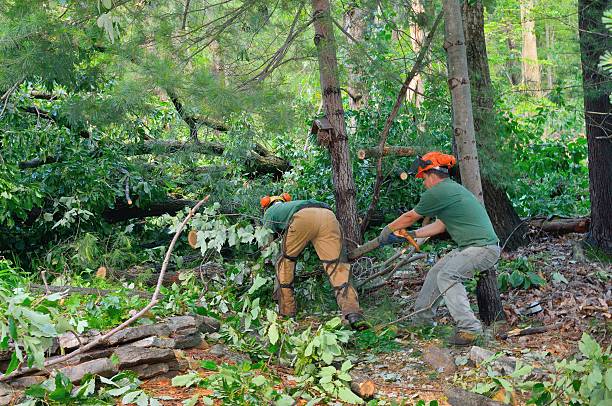 Best Emergency Tree Removal  in La Croft, OH