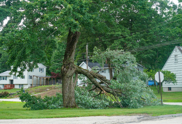 Best Storm Damage Tree Cleanup  in La Croft, OH