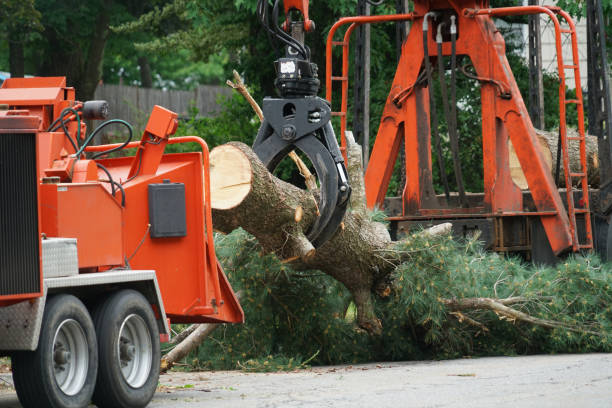Best Hazardous Tree Removal  in La Croft, OH