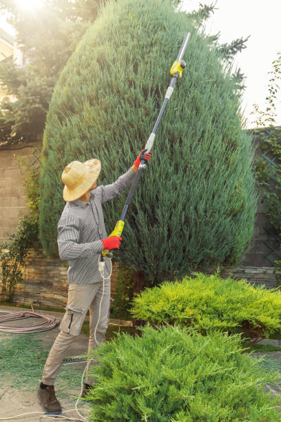 How Our Tree Care Process Works  in  La Croft, OH