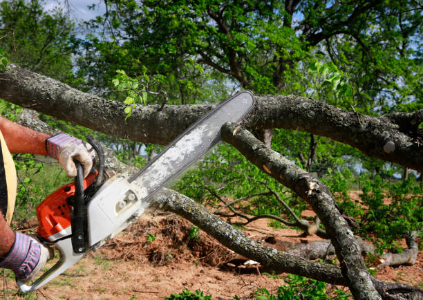 Best Tree and Shrub Care  in La Croft, OH